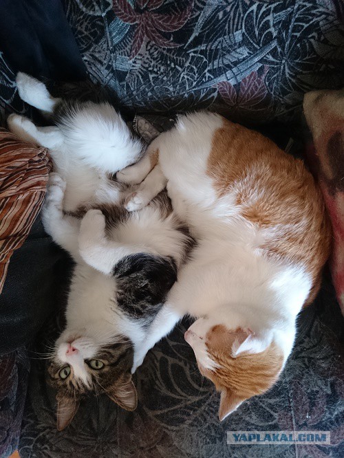 Кот говорит на неизвестном вселенной языке