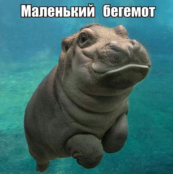 Божьи твари