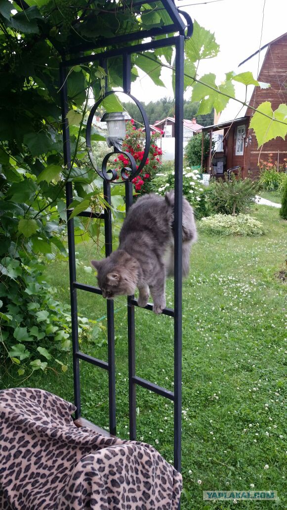 Котовторник 26.07 2016