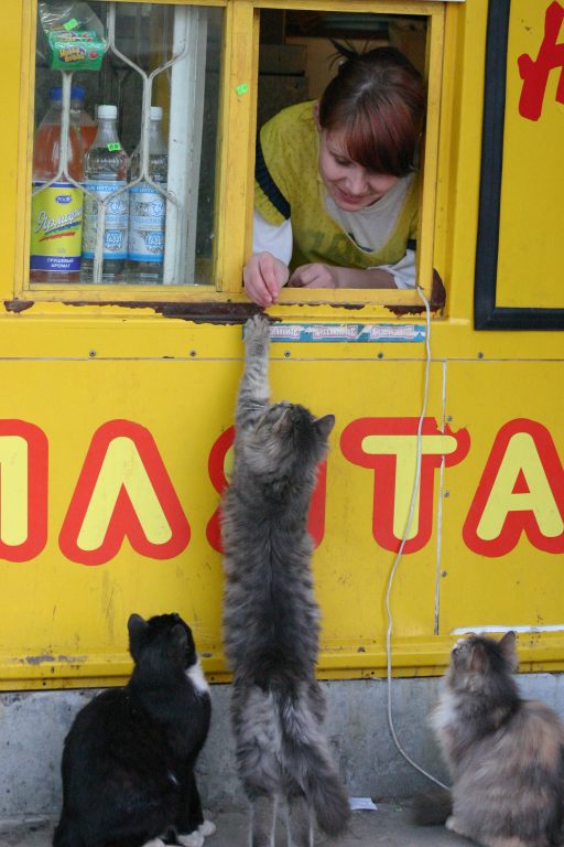 Котомет на вторник - супер подборка котов! (22.01)