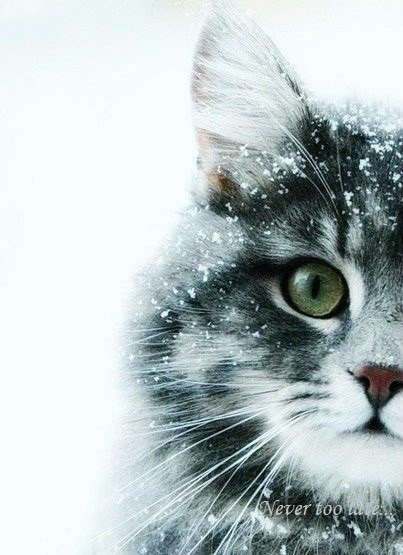 Разные картинки из сети