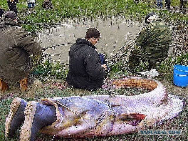 Слегка чёрный и абсурдный юмор