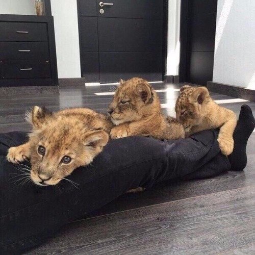 Самые смешные животные