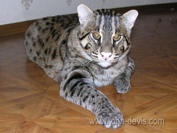 Топ 10 самых любимых и популярных пород кошек