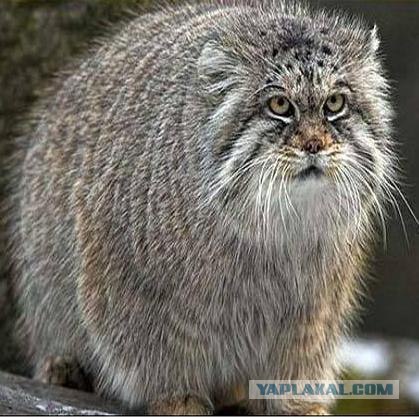 Как отучить кота мешать спать.