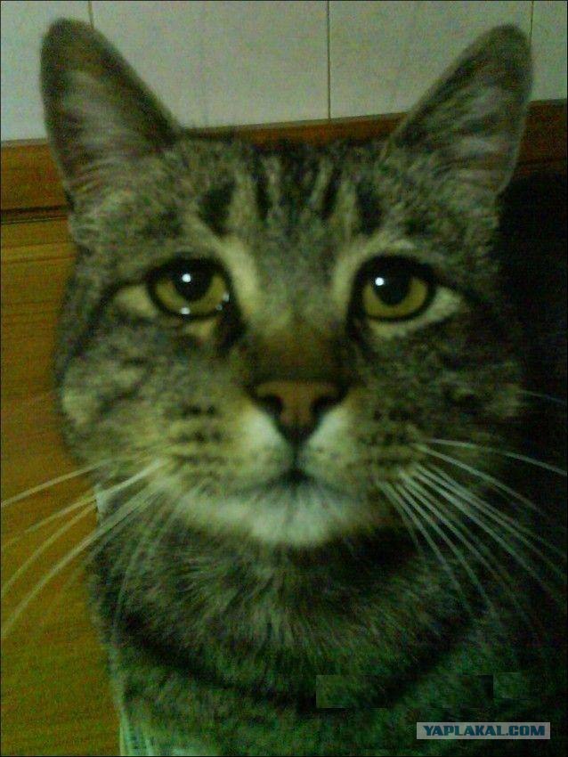 Кошачий приют в Алеппо