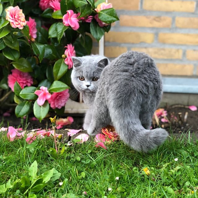 Прикольных котов пост