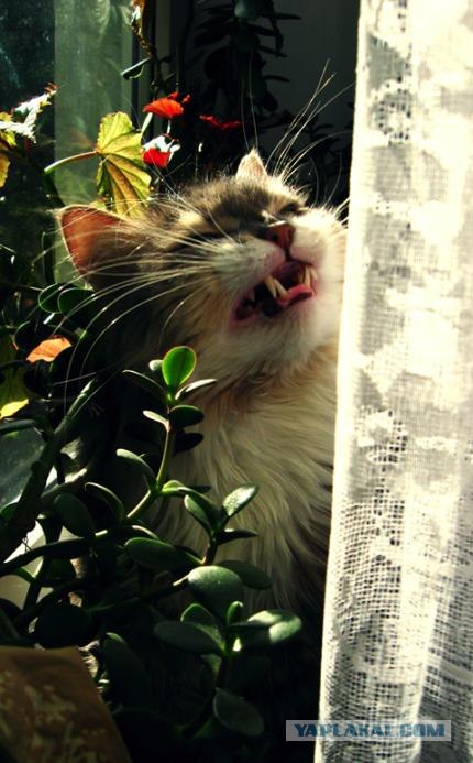 Котовторник на ЯПлакалъ (10.06.08), прикольные коты, добавляем свои!