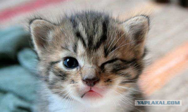 Коты на вторник на ЯПлакалъ (07.10.2008)