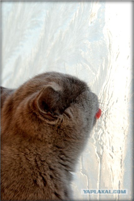 Котовторник (24.03)