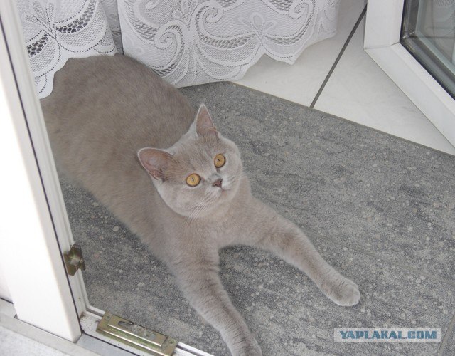 Вторничный котометъ на ЯПлакалъ