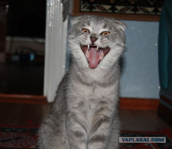 Котовторник на горячее - 20.07.2010