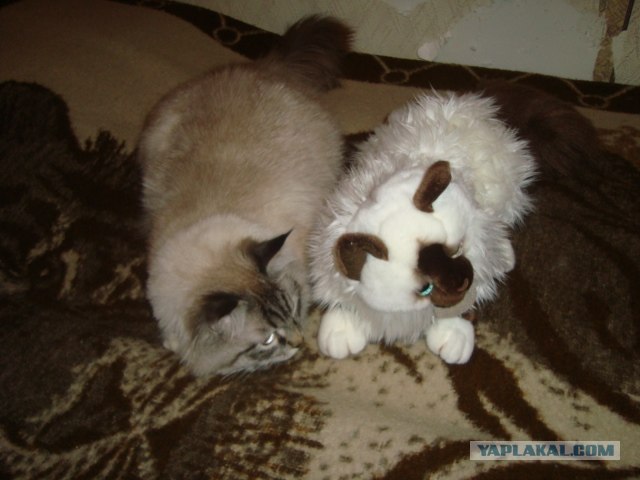Котовторник 14.09.2010 Голые кошки на Yaplakal
