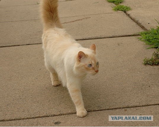 Котовторник на 2 ноября