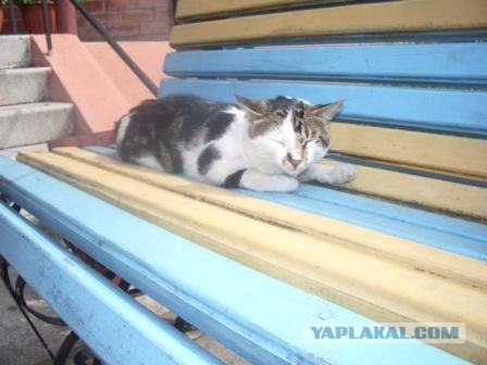 Котовторник - С праздником, котоводы!