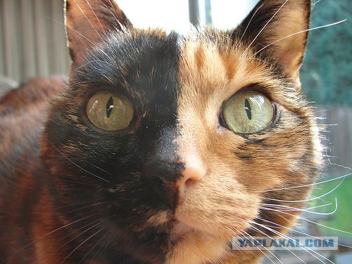 Десантный котовторник