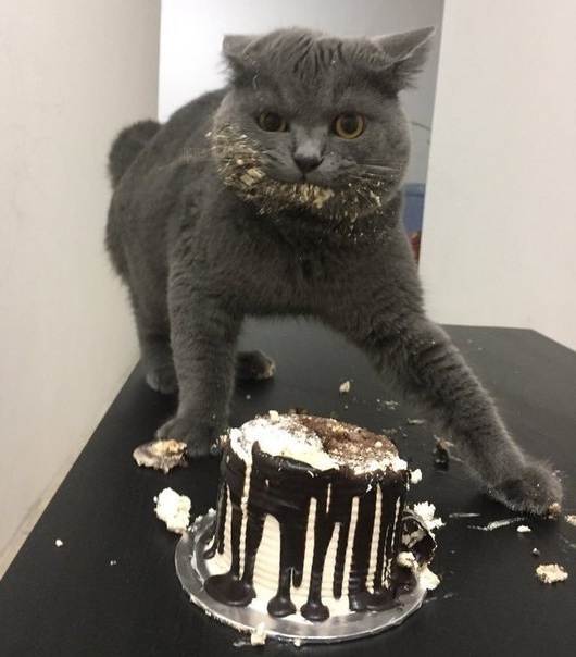 Прикольных котов пост