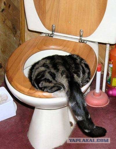 Котовторник 06.09.11