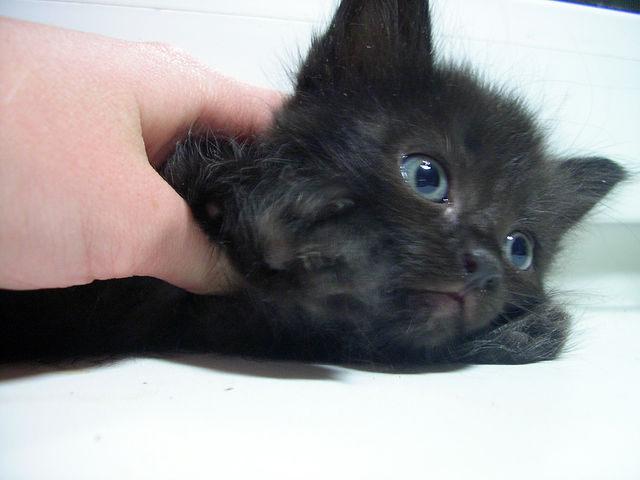 Котовторник! 08.11.11