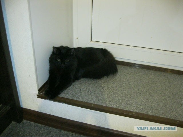 Котовторник! 13.03.2012