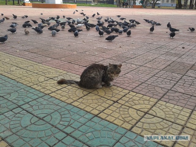 Котовторник  16.10.12