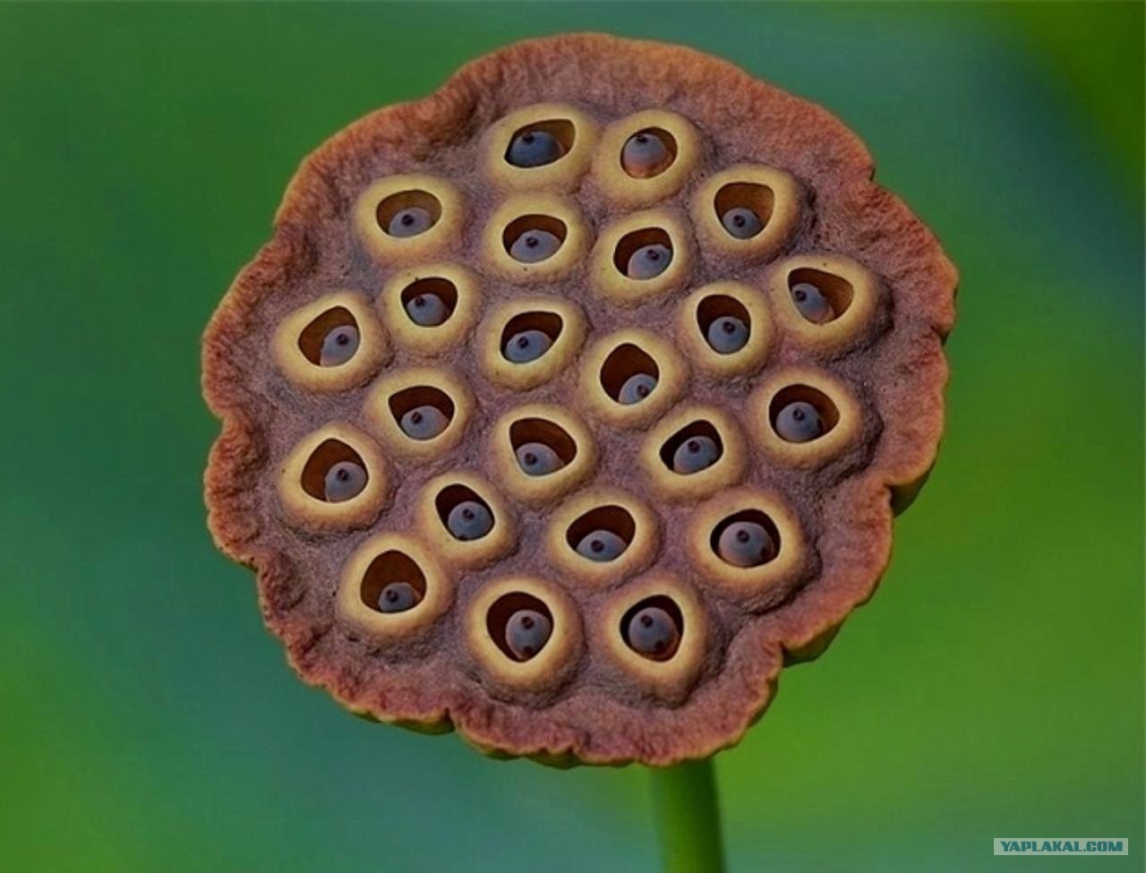 С помощью маленького отверстия. Трипофобия Лотос орехоносный. Семена лотоса трипофобия. Плод лотоса трипофобия. Трипофобия цветок лотоса.