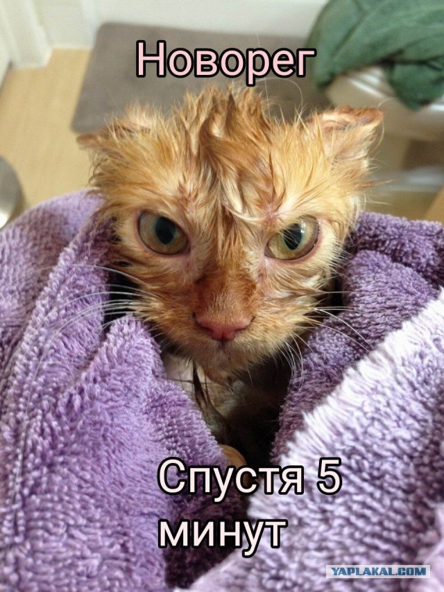 Коротко о ЯПлакал в картинках