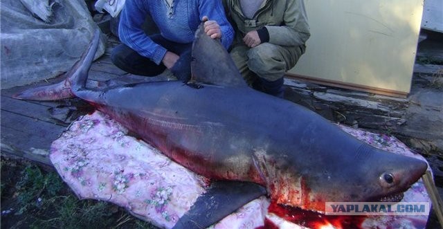 Акулка хочет камбалы!