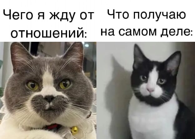 Картинки с надписями и котами