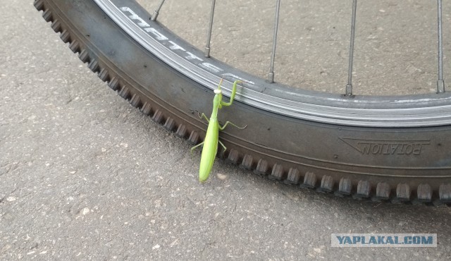 Нижегородский богомол