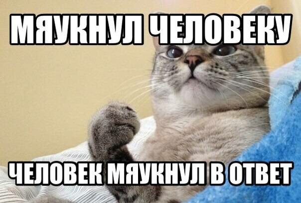 А ну ка повтори что ты мяукнула. 15897674. А ну ка повтори что ты мяукнула фото. А ну ка повтори что ты мяукнула-15897674. картинка А ну ка повтори что ты мяукнула. картинка 15897674