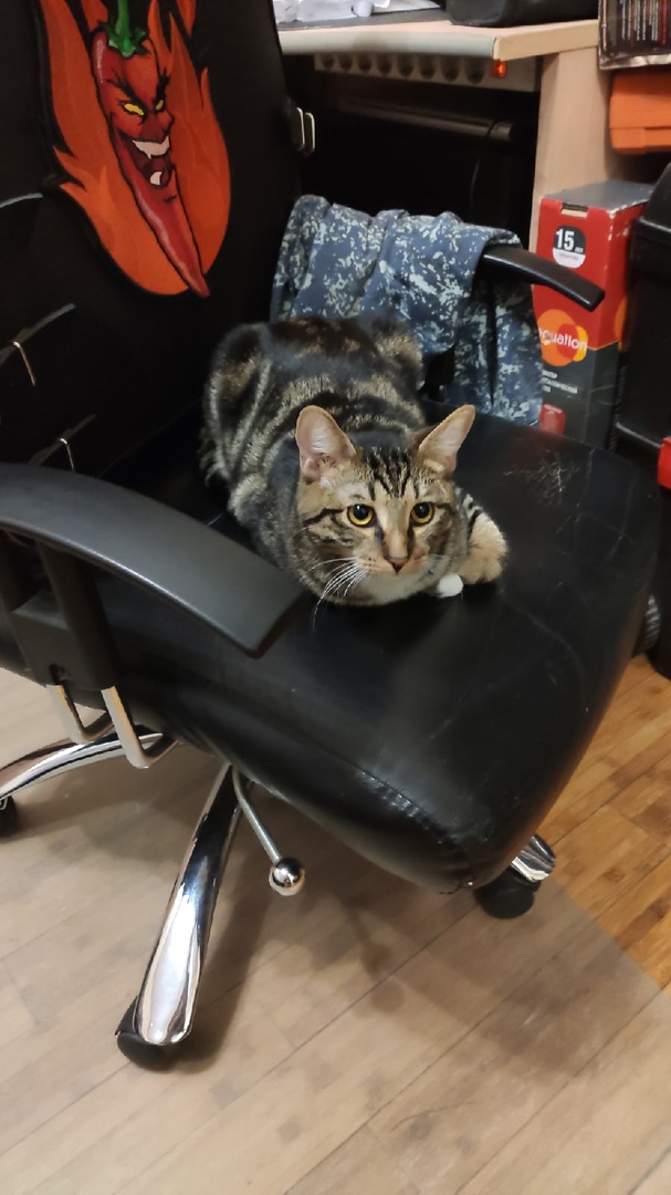 Котовторнику быть