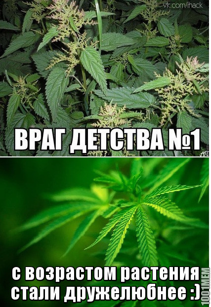 Всяческие картинки 08.12.2021