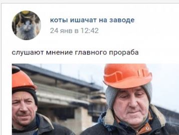 Коты ишачат на заводе