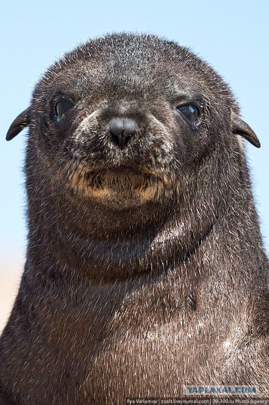 Берег скелетов...