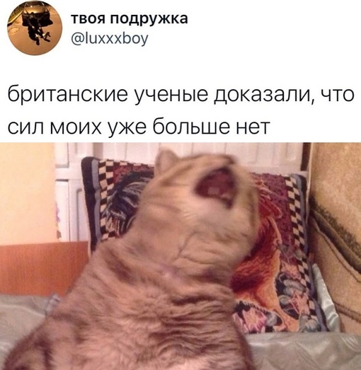 Картинки и мемы для настроения - 11
