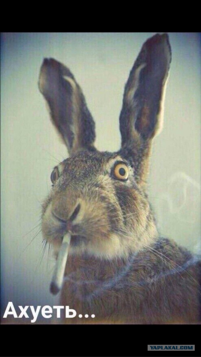 Как моя жена на работу пошла