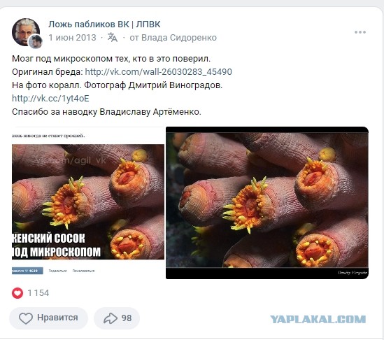 Женский сосок