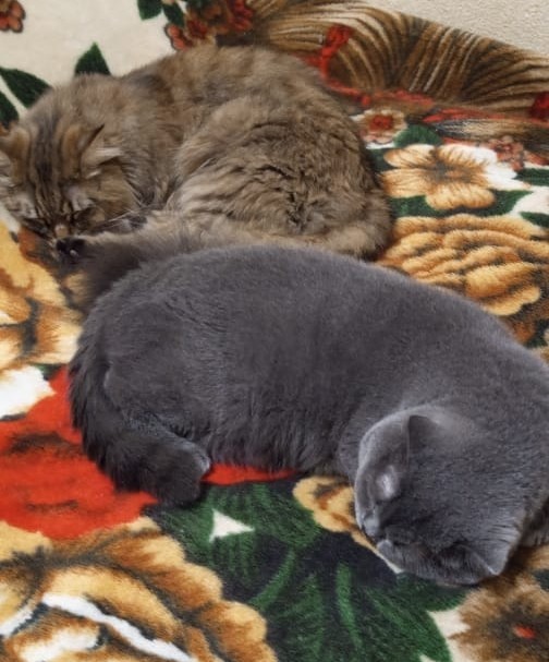 С котовторником ЯПовцы