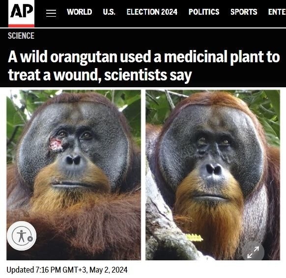 Народная медицина дошла и до обезьян: суматранский орангутан первым из животных использовал травы для лечения раны