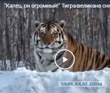 "Капец, он огромный!" Тигра-великана сняли возле посёлка в Хабаровском крае