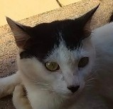 Знакомьтесь, Kitler