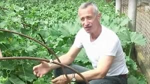 Выращивать огурцы на подоконнике посоветовали россиянам в Госдуме.