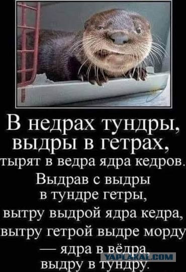 Морские выдры