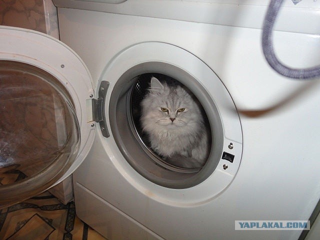 Как правильно помыть кошку
