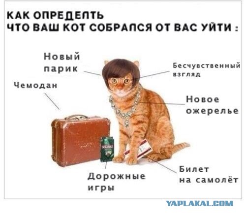 Спасение кошки