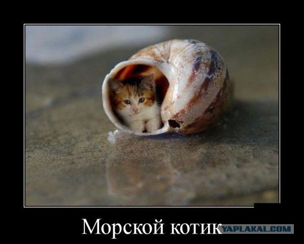 Картинки из сети для настроения