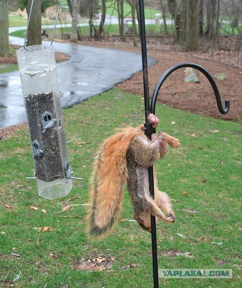 Посетители зоопарка стали свидетелями
