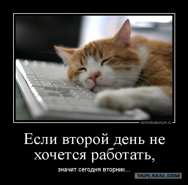 Котовторник.