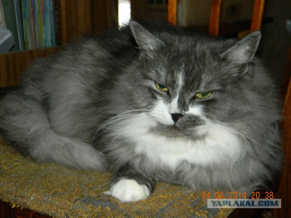 Котовторник